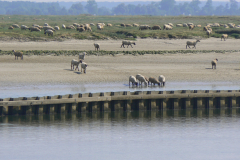 BAIE-DE-SOMME-SOMME-LES-PRES-SALES-P1090162