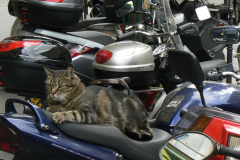 CAT-ON-MOTORBIKE-P1010502