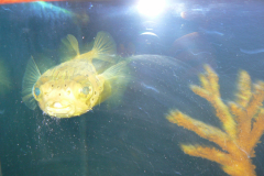 FISHEYES-P1030841