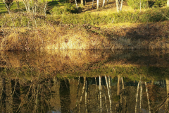 trees3-01-1-CRUX-LA-VILLE-LADY-OF-THE-LAKE-1-20161228_151652