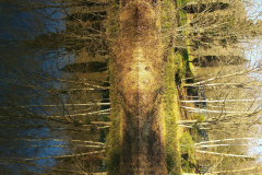 trees3-02-2-CRUX-LA-VILLE-LADY-OF-THE-LAKE-1-20161228_151652-rogne