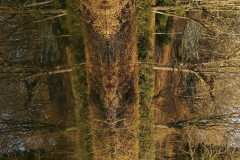 trees3-05-5-CRUX-LA-VILLE-LADY-OF-THE-LAKE-20161228_100137