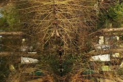 trees3-06-6-CRUX-LA-VILLE-LADY-OF-THE-LAKE-HAIR-20161228_100046