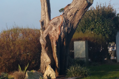 trees3-08-BELLE-ILE-1A-20170120_102018-Castel-Clara