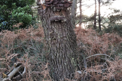 trees3-09-BELLE-ILE-5-20170113_141845_001