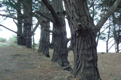trees3-14-BELLE-ILE-24A-InkedInked-P1130582_LI