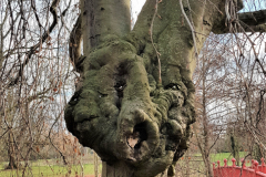 trees3-15-BOULOGNE-BILLANCOURT-28-PARC-ROTHSCHILD-Inked-20201226_141811-ajustement_LI
