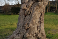 trees3-16-BOULOGNE-BILLANCOURT-30-PARC-ROTHSCHILD-Inked-20210324_181315-rogne_LI