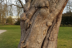 trees3-18-BOULOGNE-BILLANCOURT-32-PARC-ROTHSCHILD-Inked-20210324_181328-rogne_LI