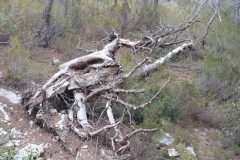 trees3-19-CALANQUES-SORMIOU-39-MARSEILLE-20160812_195529