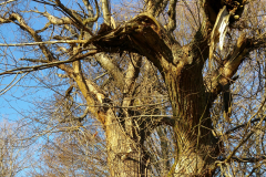 trees3-20-CRUX-LA-VILLE-BOURGOGNE-43-20161228_152331_001-rogne