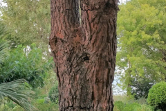 trees3-21-FREJUS-46-Mr-Mme-Inked-120170808_202904-rogne-ajuste_LIrogne2
