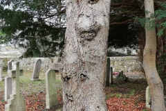 trees3-22-IoW-ALL-SAINTS-CHURCHYARD-47-InkedInked-IMG-20181126-WA0000-rogne_LIrogne2