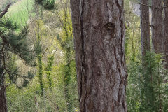 trees3-26-LA-ROCHE-GUYON-20220403_161849