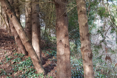 trees3-27-LA-ROCHE-GUYON-63-PINE-PARADE-074-InkedInked20220130_143547_LI