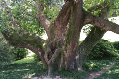 trees3-28-LAKE-COMO-59-VILLA-CARLOTTA-GDNS-20170524_143627_LIInkedInked