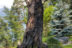 trees3-29-LAKE-COMO-62-LENNO-A-Inked-20170526_114204_LI