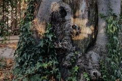 trees3-30-PARIS-JARDIN-DES-ROSIERS-70A-LE-CHIEN-InkedInked-20171027_153726_001-rogne-2_LI