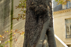 trees3-31-PARIS-JARDIN-DES-ROSIERS-72-THE-SNAKE-InkedInked-20171027_154245_001-rogne_LI