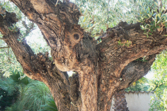 trees3-41-ROQUEBRUNE-S-ARGENS-104-P1140024