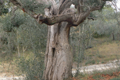 trees3-42-TOSCANE-STA-ANA-3-Inked-P1140303-rogne_LI