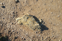 06-BELLE-ILE-6-DOUBLEDOG-in-the-SAND-1-20170122_120915