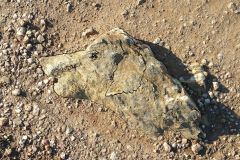 07-BELLE-ILE-7-DOUBLEDOG-in-the-SAND-3-20170122_120915-2_LI-Inked
