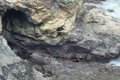 22-BELLE-ILE-21A-InkedInkedInked-P1130547-Toothless-Copie_LI