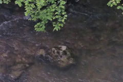 54-PYRENEES-LIEURAC-DARDE-ruisseau-4-20180505_174258