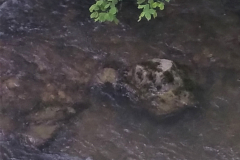 55-PYRENEES-LIEURAC-DARDE-ruisseau-5-20180505_174258