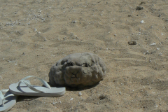 FoW-12-12-LA-REUNION-ST-GILLES-CORAL-CREATURE-Inked-P1040290.JPG_LI-rogne