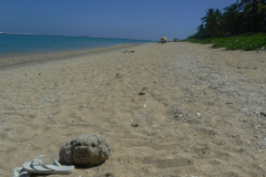 FoW-13-13-LA-REUNION-ST-GILLES-CORAL-CREATURE-Inked-P1040290.JPG_LI